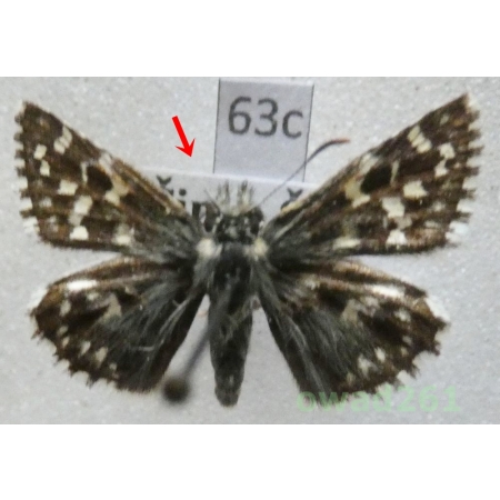 Pyrgus malvae (Linnaeus, 1758) Czech63c